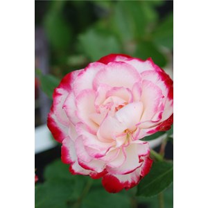 Rosier 'jubilé du prince de monaco ?' t