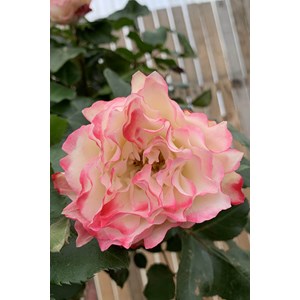 Rosier 'jubilé du prince de monaco ?' t