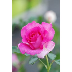 Rosier meilland 'manou meilland ?' taille du pot - en pot de 5 litres