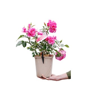 Rosier meilland 'manou meilland ?' taill