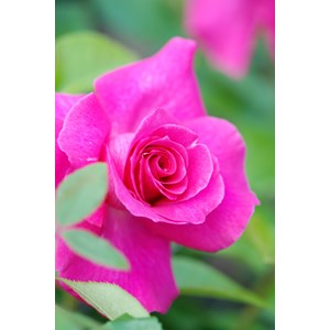 Rosier meilland 'manou meilland ?' taill