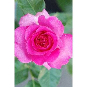 Rosier meilland 'manou meilland ?' taill