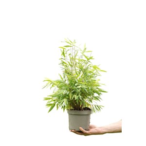 Bambou non traçant nitida gansu taille