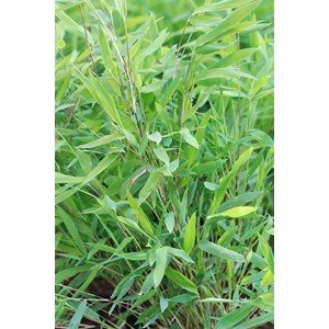 Bambou non traçant nitida gansu taille