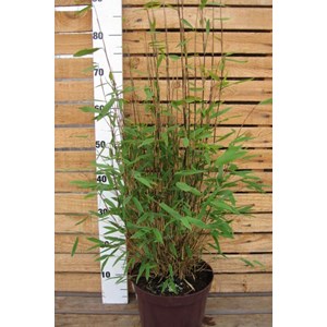 Bambou non traçant nitida gansu taille