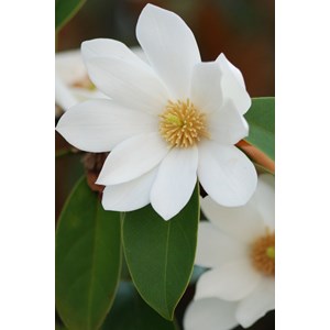 Magnolia 'fairy white' taille du pot - e