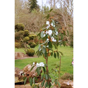 Magnolia 'fairy white' taille du pot - e