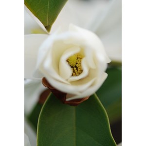 Magnolia 'fairy white' taille du pot - e