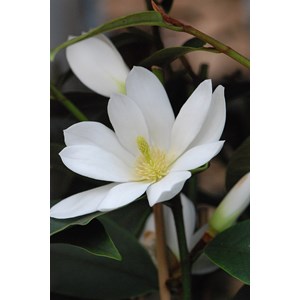 Magnolia 'fairy white' taille du pot - e
