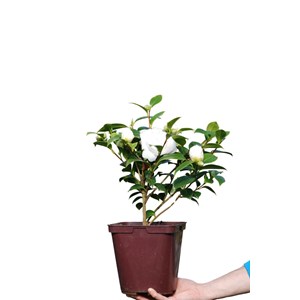 Camélia 'jean paul ii' taille du pot -