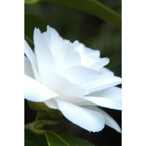 Camélia 'jean paul ii' taille du pot -