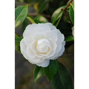 Camélia 'jean paul ii' taille du pot - en pot de 1 litre