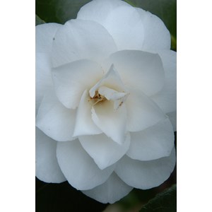 Camélia 'jean paul ii' taille du pot -