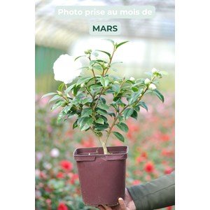 Camélia 'jean paul ii' taille du pot -