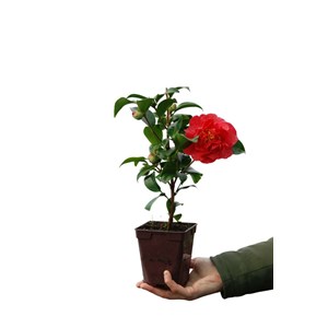 Camélia 'crimson glory' taille du pot -