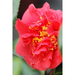 Camélia 'crimson glory' taille du pot -