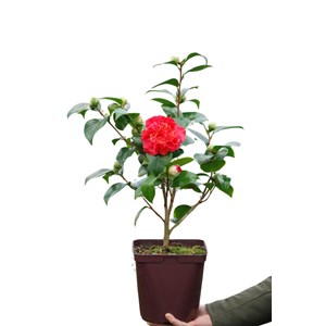 Camélia 'crimson glory' taille du pot -