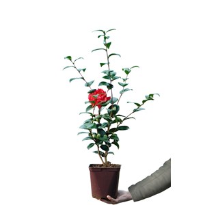 Camélia 'crimson glory' taille du pot -