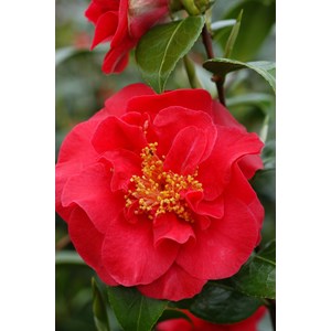Camélia 'crimson glory' taille du pot -