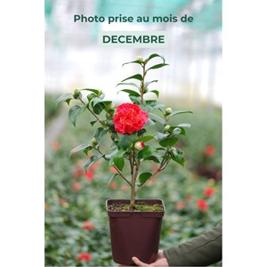 Camélia 'crimson glory' taille du pot -