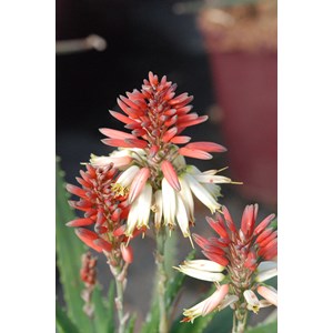 Aloé 'safari sunrise' taille du pot - e