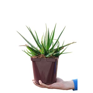 Aloé 'safari sunrise' taille du pot - e