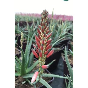 Aloé 'safari sunrise' taille du pot - e