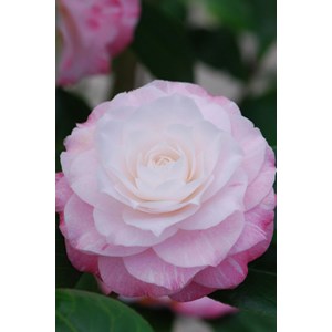 Camélia 'tammia' taille du pot - en pot