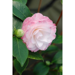 Camélia 'tammia' taille du pot - en pot