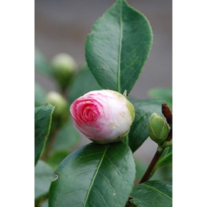 Camélia 'tammia' taille du pot - en pot