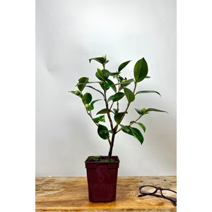 Camélia 'tammia' taille du pot - en pot