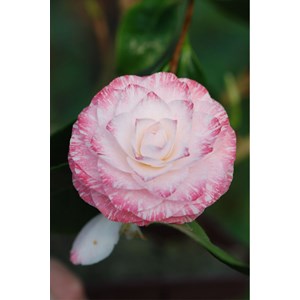 Camélia 'tammia' taille du pot - en pot