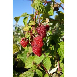 Framboisier 'tulameen' taille du pot - e