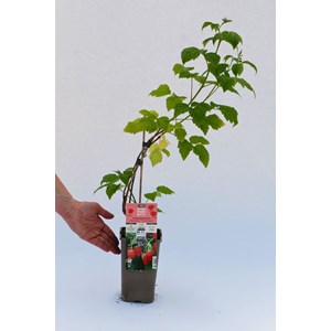 Framboisier 'tulameen' taille du pot - e