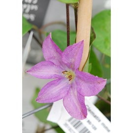 Clématite 'mme baron veillard' taille d