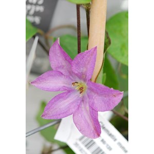 Clématite 'mme baron veillard' taille d