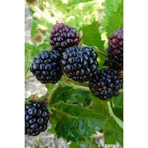 Murier 'montblanc' taille du pot - en pot de 1,5 litres