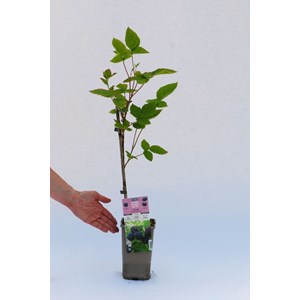 Murier 'montblanc' taille du pot - en po