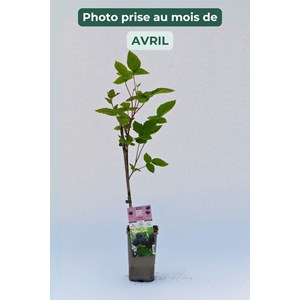 Murier 'montblanc' taille du pot - en po