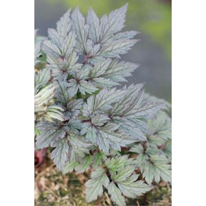 Cierge d'argent 'chocoholic' taille du pot - en pot de 3 litres