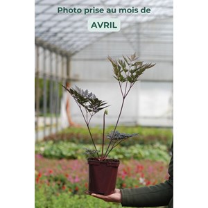 Cierge d'argent 'chocoholic' taille du p