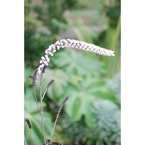 Cierge d'argent 'chocoholic' taille du p