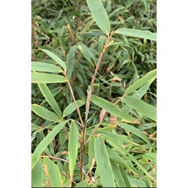 Bambou non traçant 'formidable wenchuan