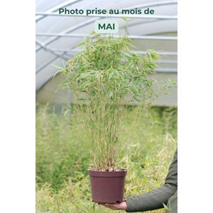 Bambou non traçant 'formidable wenchuan