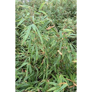 Bambou non traçant 'formidable wenchuan