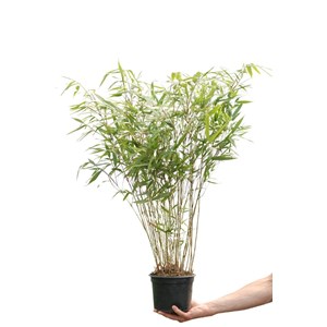 Bambou non traçant 'asian wonder' taill