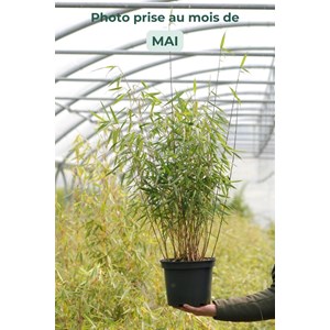 Bambou non traçant 'asian wonder' taill