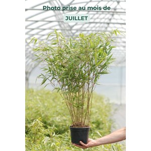 Bambou non traçant 'asian wonder' taill