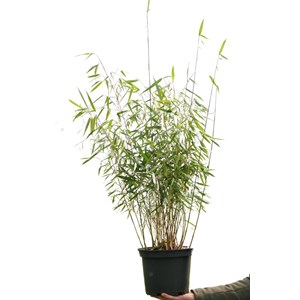 Bambou non traçant 'asian wonder' taill