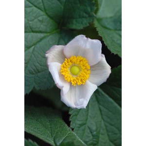 Anémone du japon 'september charm' tail